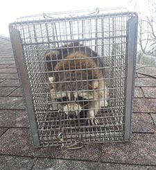 raccoon trapping Greendale