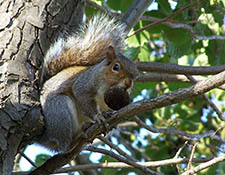 squirrels in attic Greendale